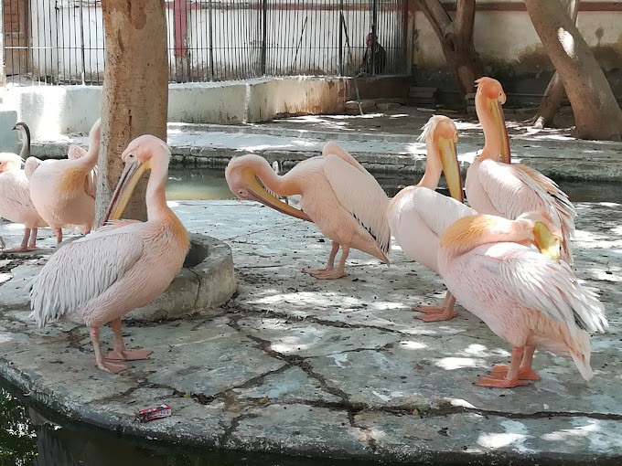 Al Fayoum Zoo