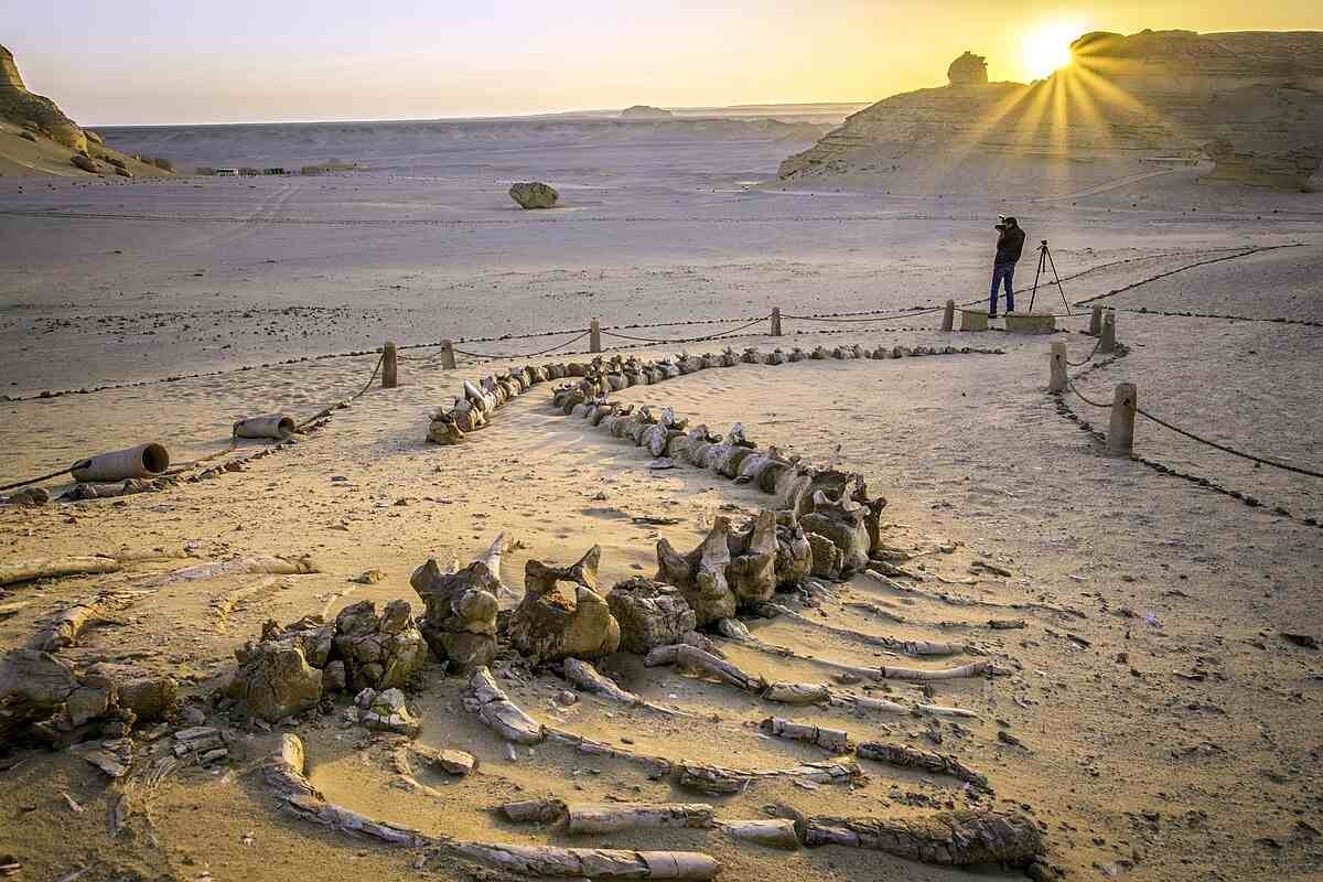 Wadi El Hitan | Egypt Tours Gate